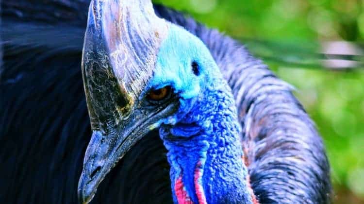 worlds deadliest bird cassowary survival