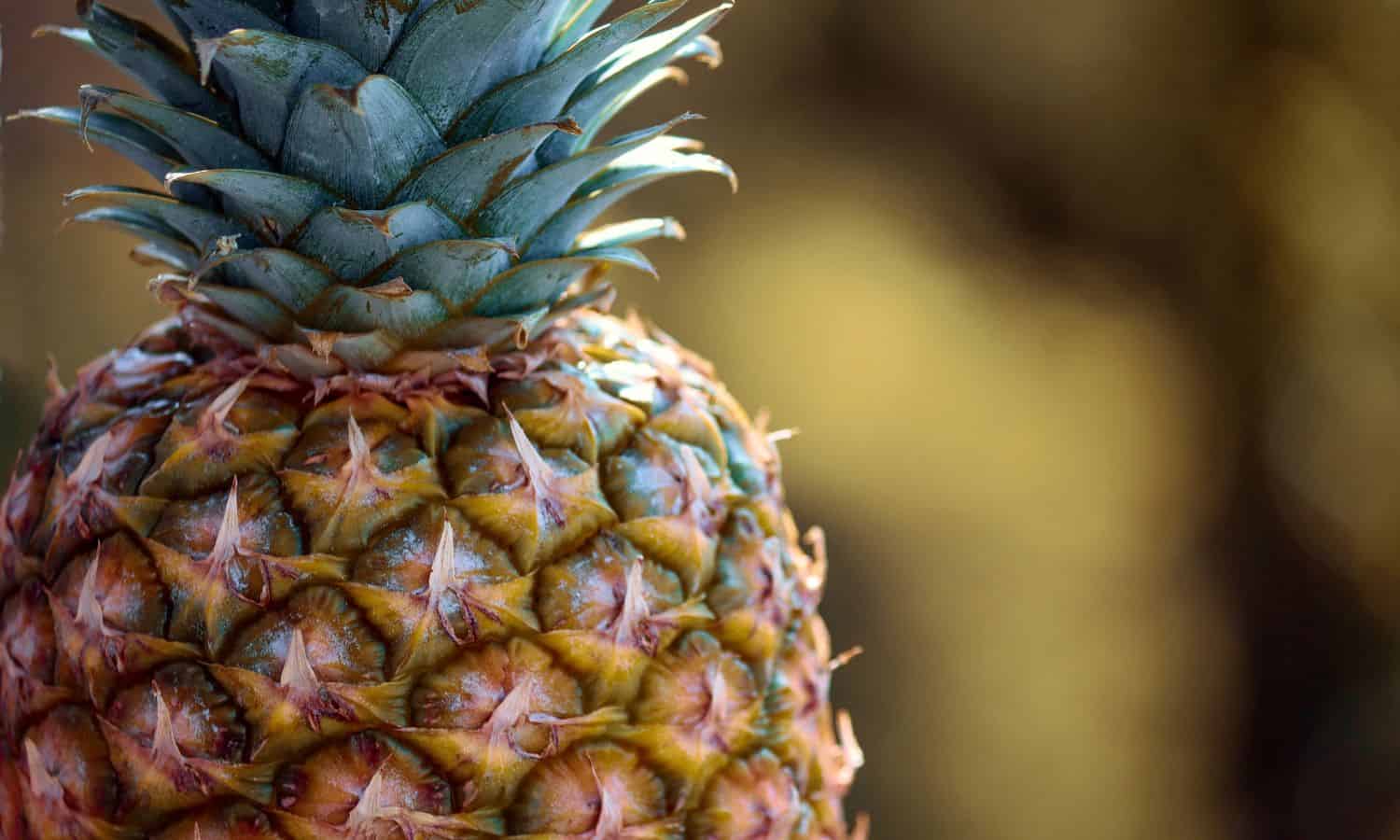 how to grow pineapple